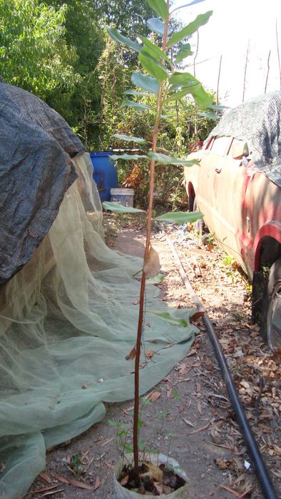 Vendo vasos Várias Plantas