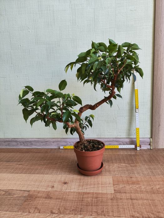 Фікус бенджаміна