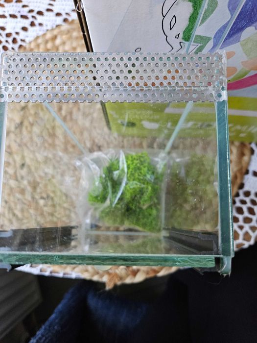 Terrarium dla patyczaka