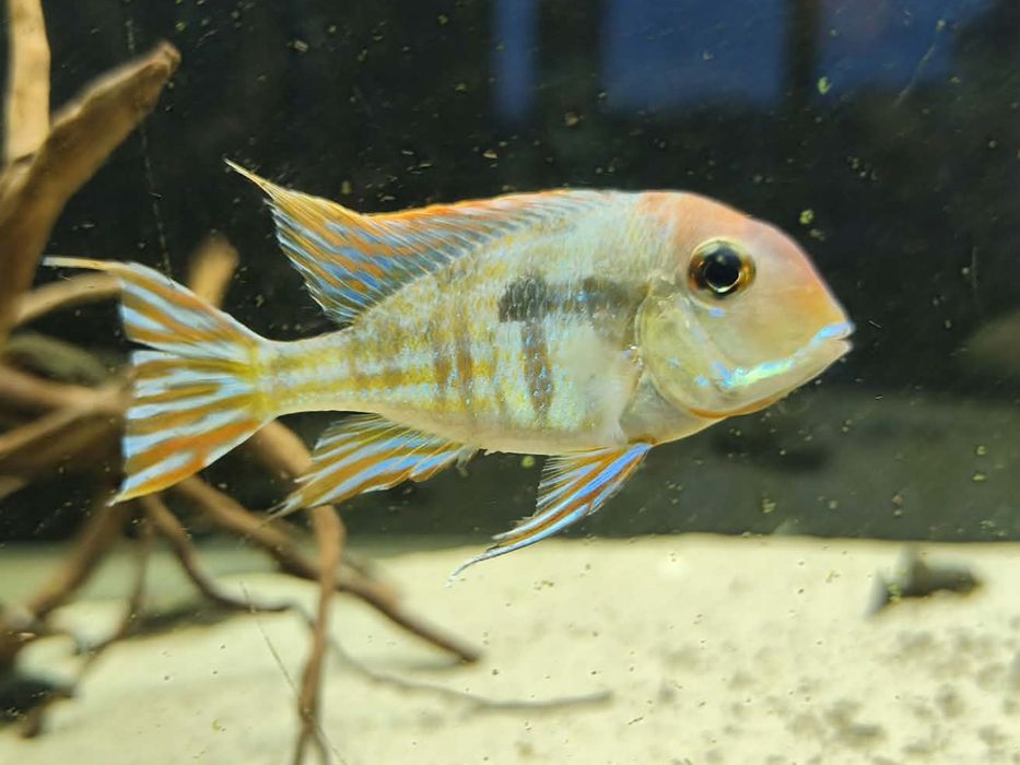 Ziemniojady Red Head Tapajos