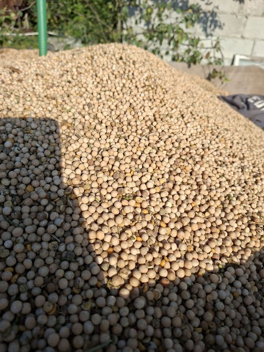 Pszenica Euforia pszenżyto Meloman Groch Batuta