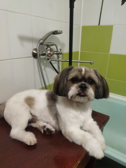 Стрижка собак, котиків, м. Миколаїв - Кульбакіно