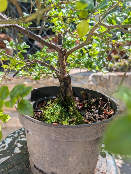 Bonsai Sageretia com 8 anos
