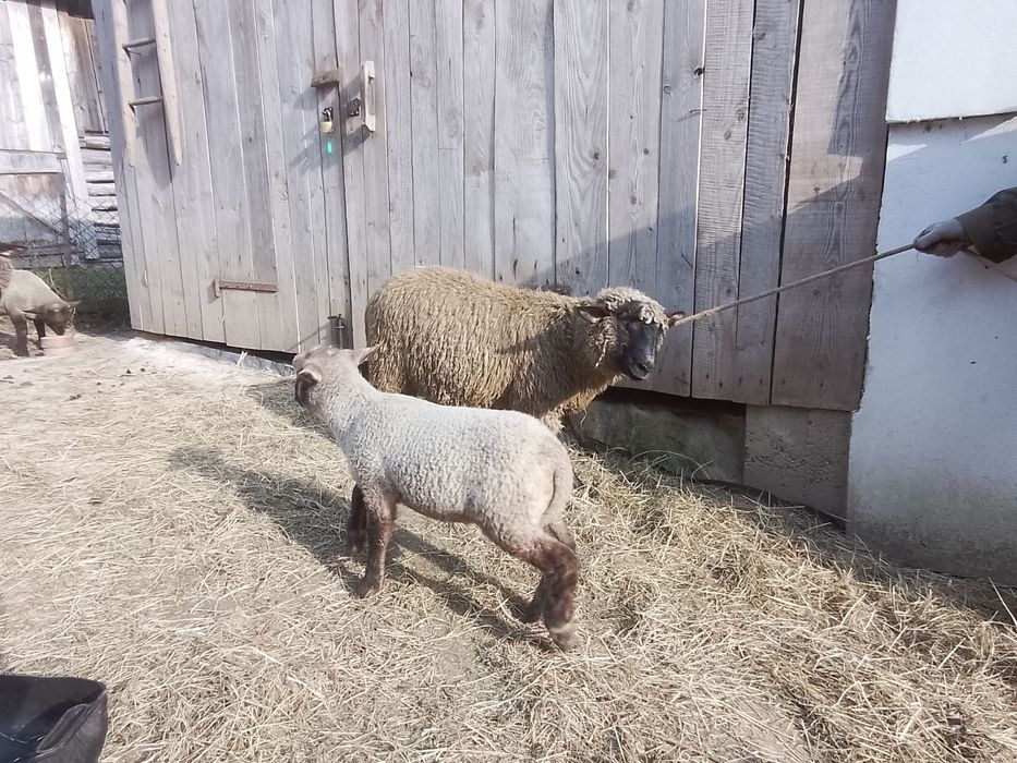 Baran czarnogłówka