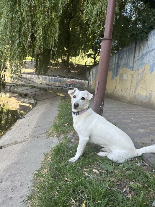 Собачка на перетримку тимчасово
