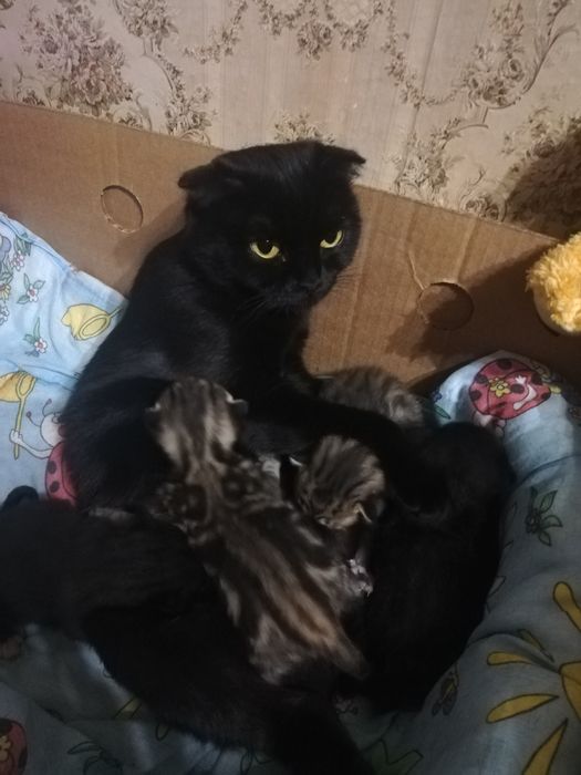 Котики породисті продам.