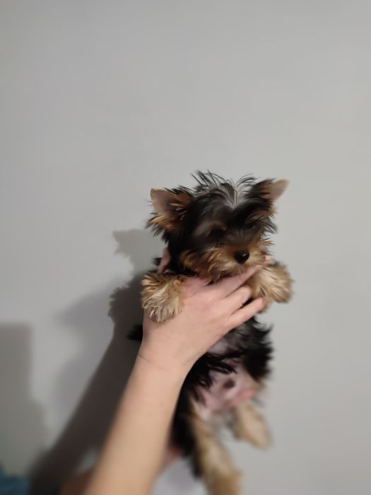 Йорки, 2 мальчика. КСУ.