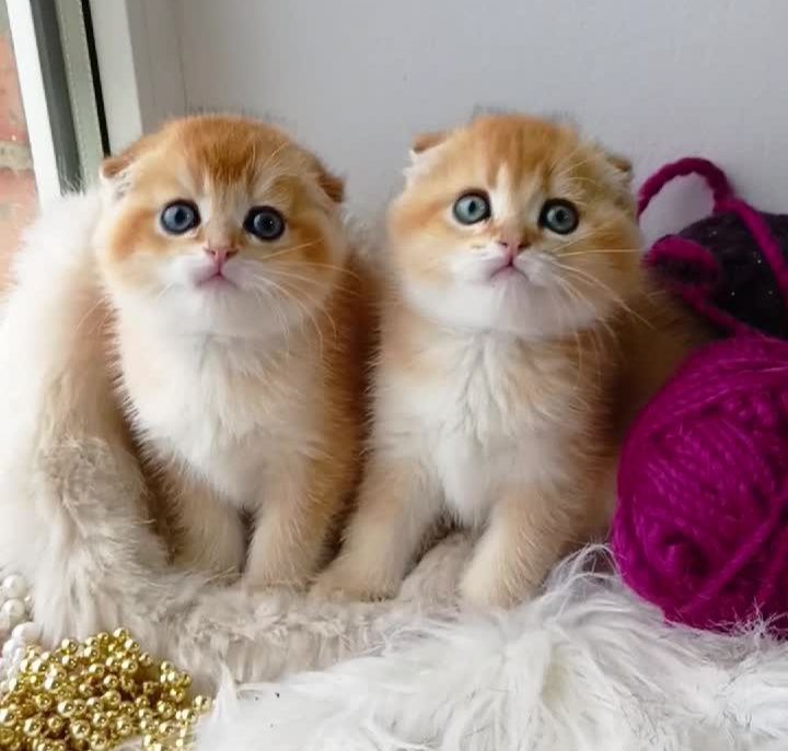 Шикарный вислоухий котик золотая шиншилла