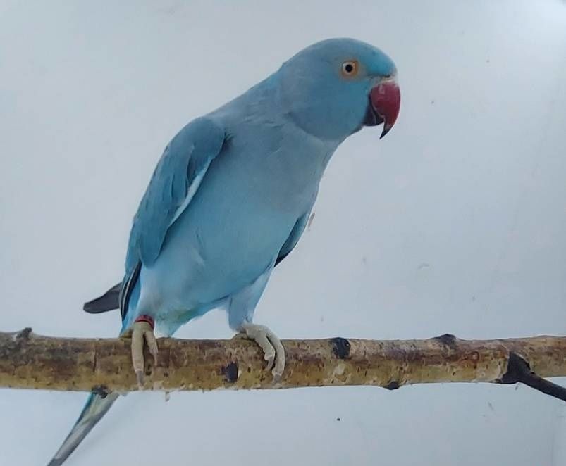 Aleksandretta aleksandretty mlode 25r zielone żółte niebieskie