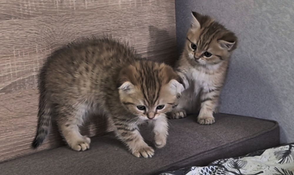 Прямоухие и вислоухие шотландские котята, мальчик и девочки