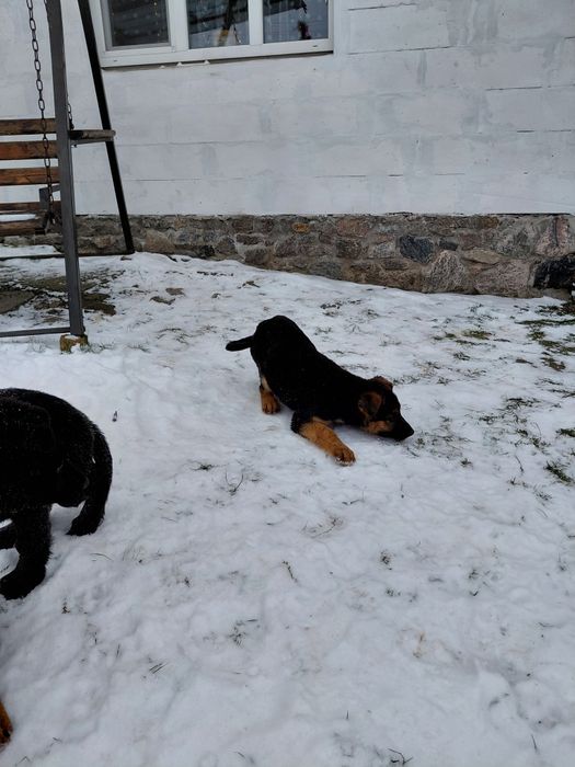 Продам цуценят породи німецька вівчарка