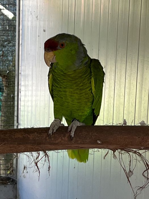 Papagaio Aestiva Finschi