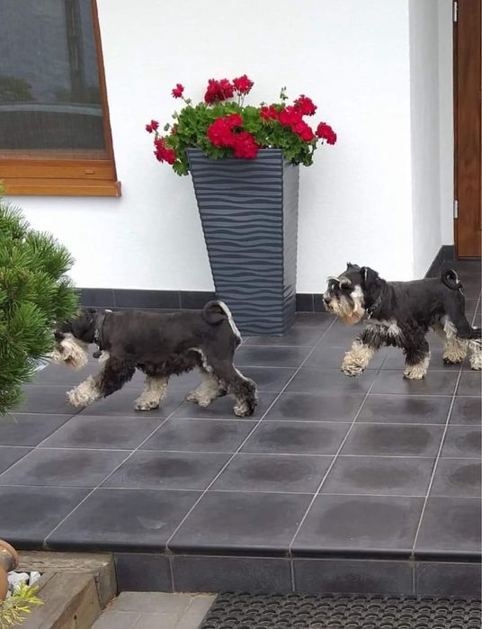 Sznaucer miniaturowy Juz do odbioru Rodowód