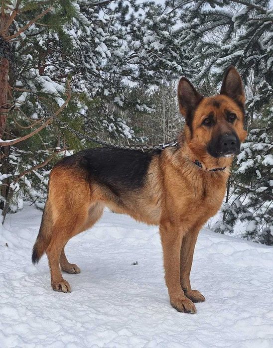 вівчарка Ліві у добрі руки