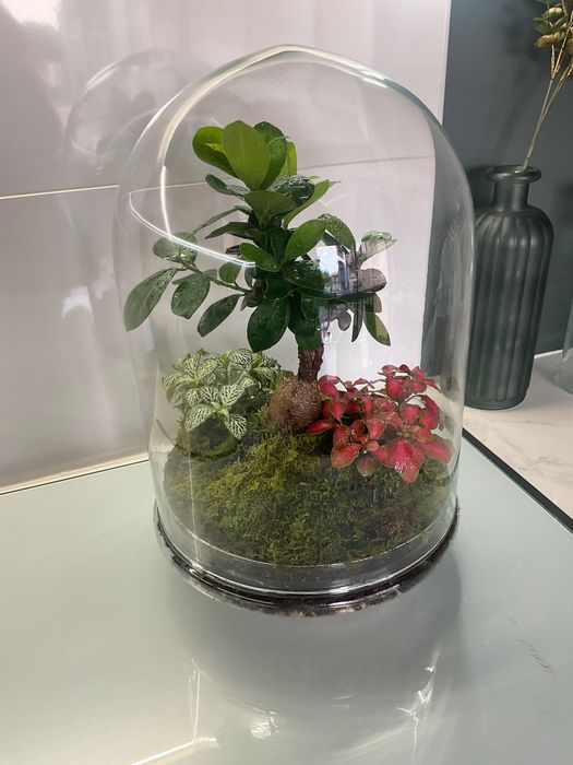 Terrario vidrio plantas naturais