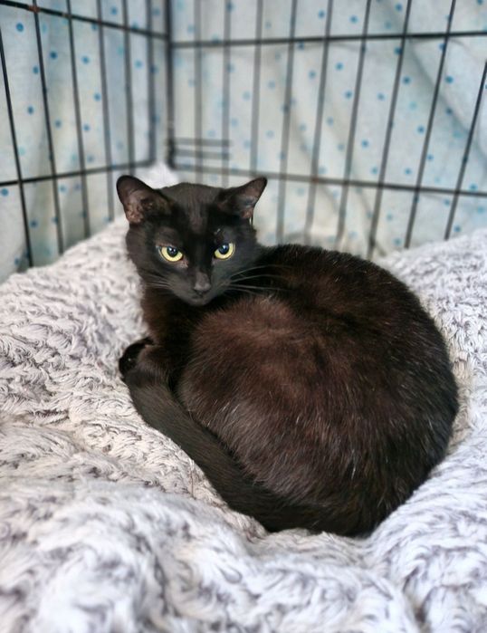 Gabrysia spokojna kotka