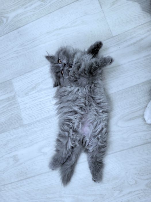 Koteczka szkocka prostoucha z rodowodem WCF