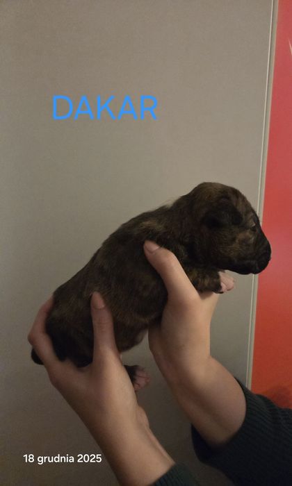 Bulterier standard samiec