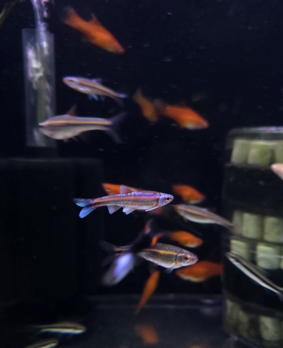 Notropis chrosomus (błyszczek tęczowy) (ślicznotka tęczowa)
