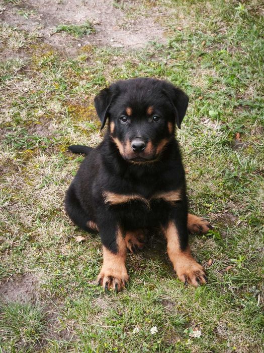 Rottweiler z Rodowodem kolejne z miotu