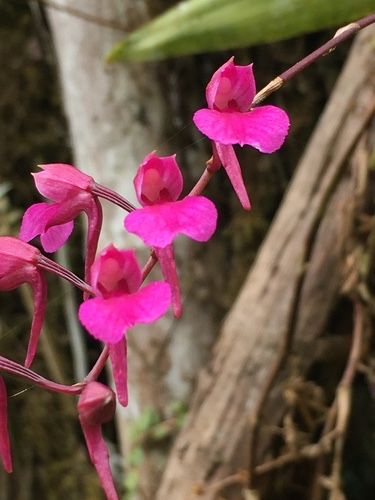 Орхідея екзотична Comparettia falcata