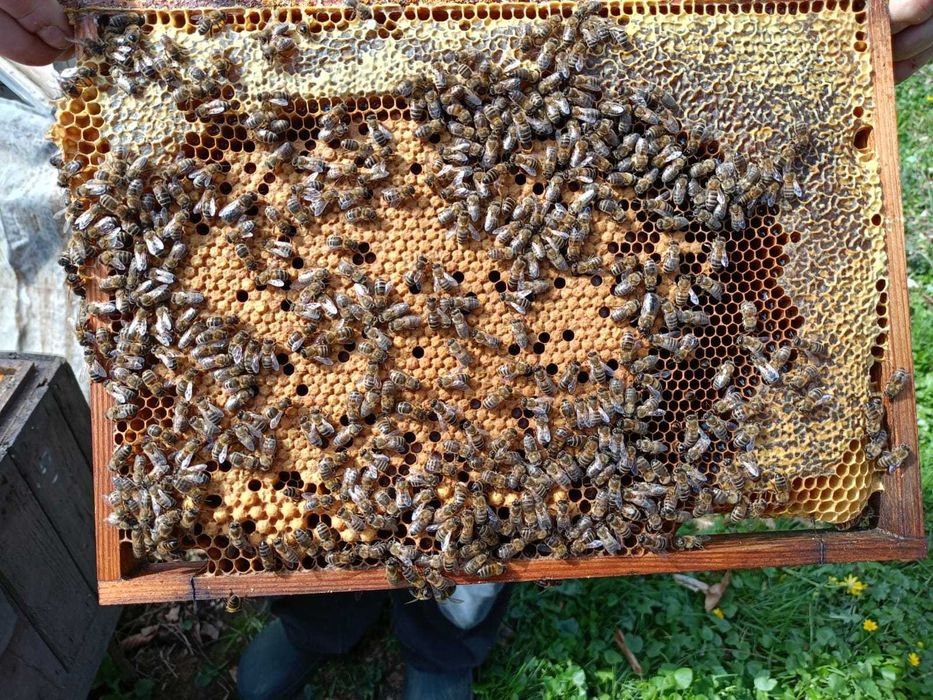 Sprzedam rodzinny pszczele