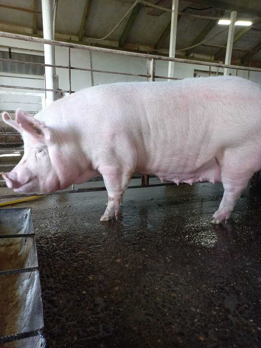 Свині на племя чистопородні