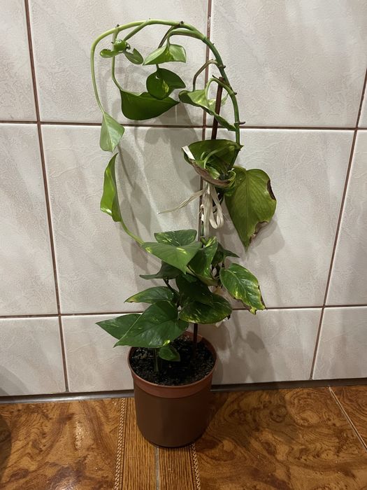 Epipremnum złociste