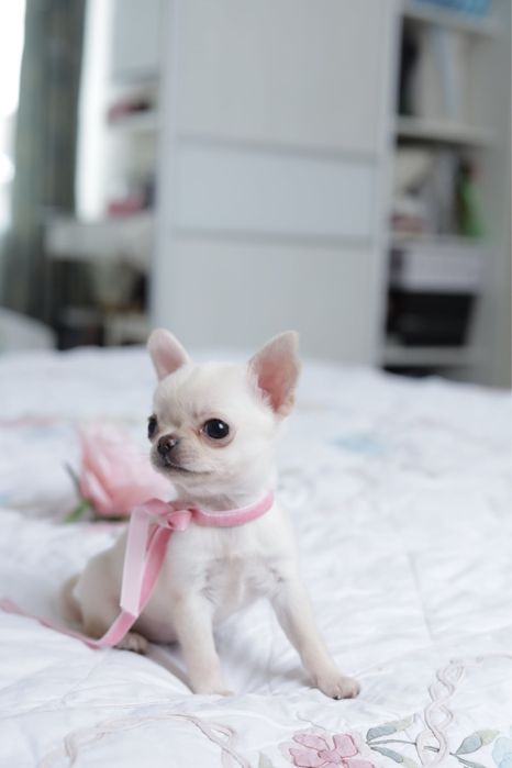 Курноса міні дівуля до свята 8 березня