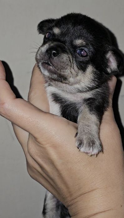 Чорно-підпалий хлопчик