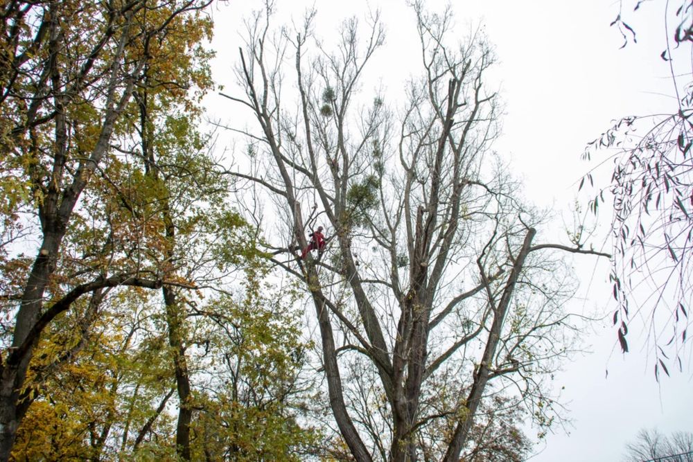 Czarogród - Wycinka i pielęgnacja drzew
