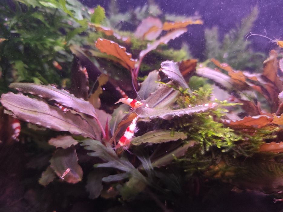 Продам креветку 
Красный Кристалл Pure Red Line Shrimp  
( PRL )