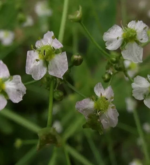 Rośliny do oczka wodnego i stawu