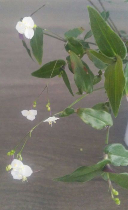 Традесканция мелколистная