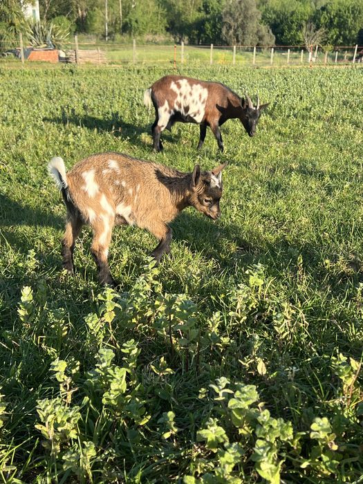 Cabras anas macho e femeas