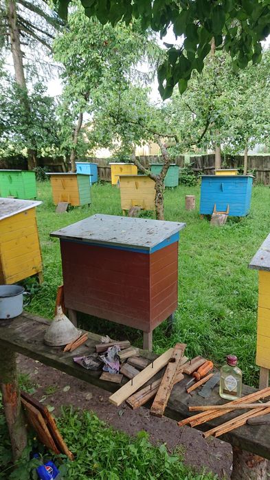 Rodziny pszczele z ulami lub same rodziny pszczele