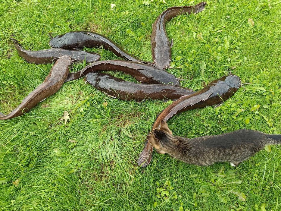 Sum żywy 30zl smaczna ryba bez ości cały rok oraz karp