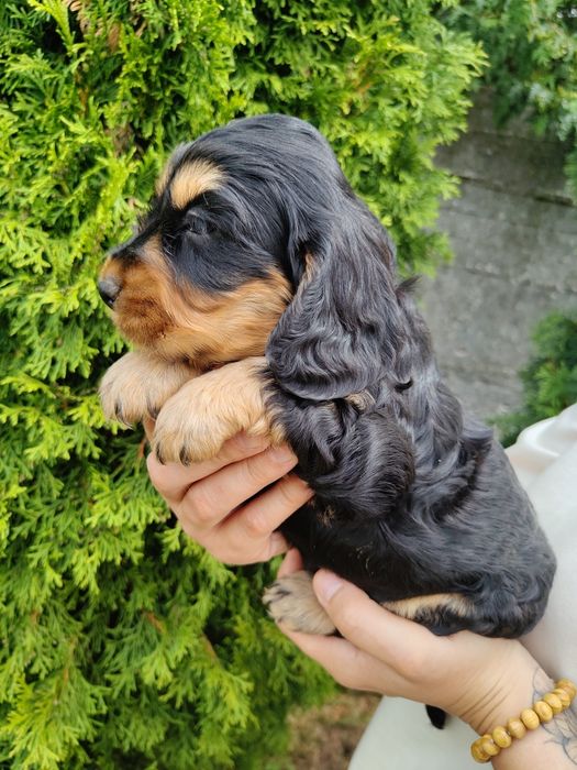 Piękna unikatowa sunia Cocker Spaniel z rodowodem