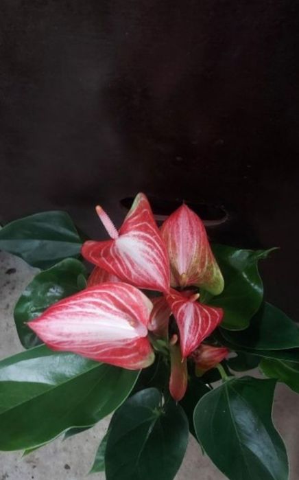 Продам вазон антуріум