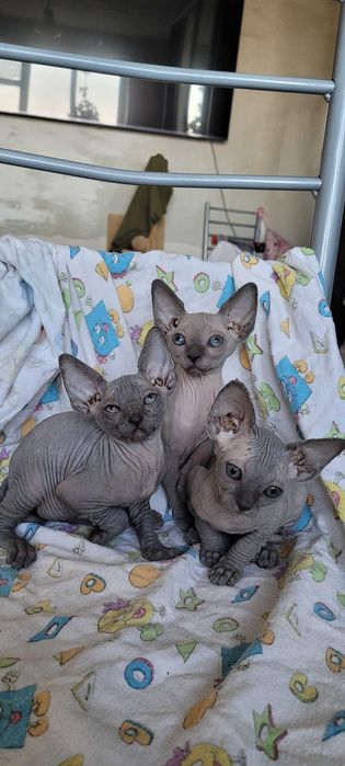 Дівчатка канадського сфінкса