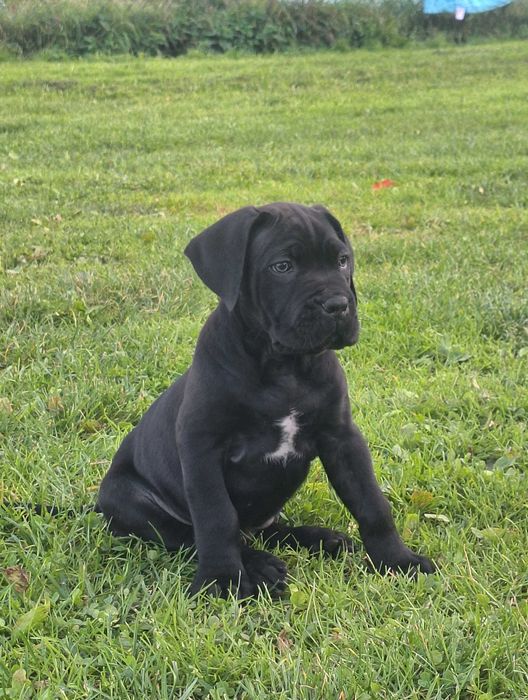 Cane Corso Szczeniaki
