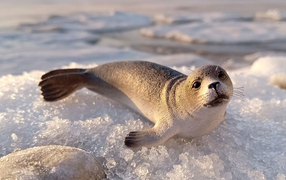 Schleich Foca 10cm