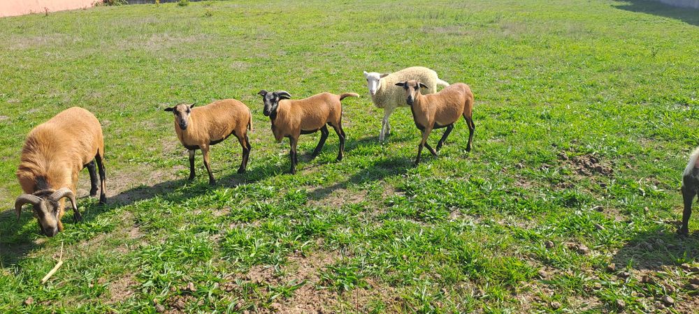 Cabras Anãs adultas