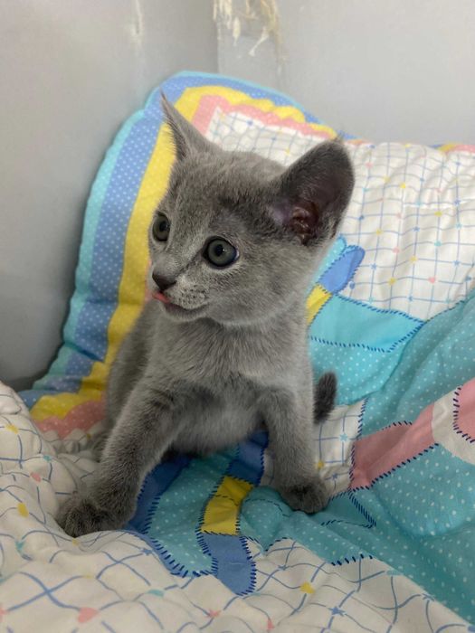 Kocurek Rosyjski Niebieski FPL