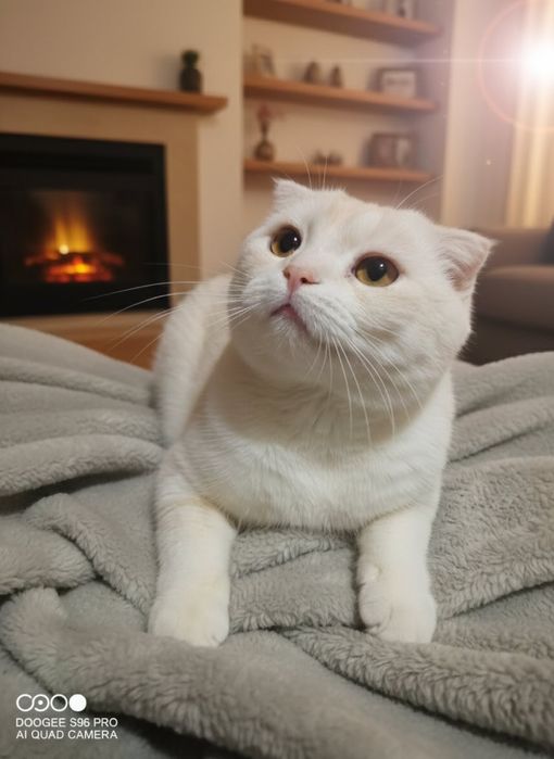 Розкішний чистопородний котик