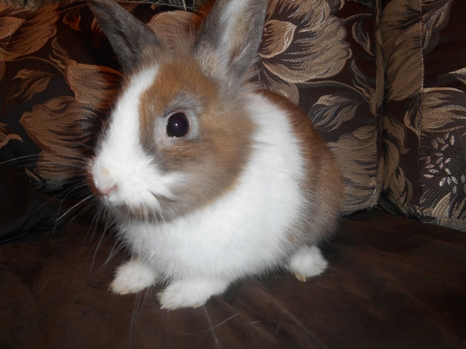 Вигул собак,догляд та годування тварин.Перетримка собак/котів. Зооняня