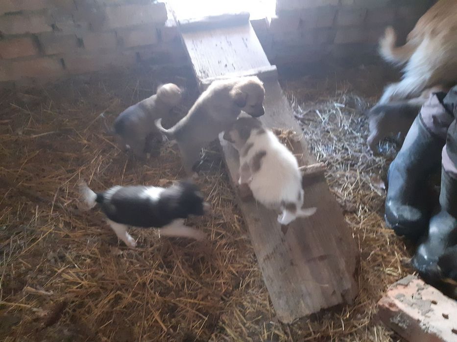 Цуценя хлопчик шукає свою родину