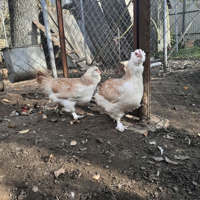 Фавероль лосось.