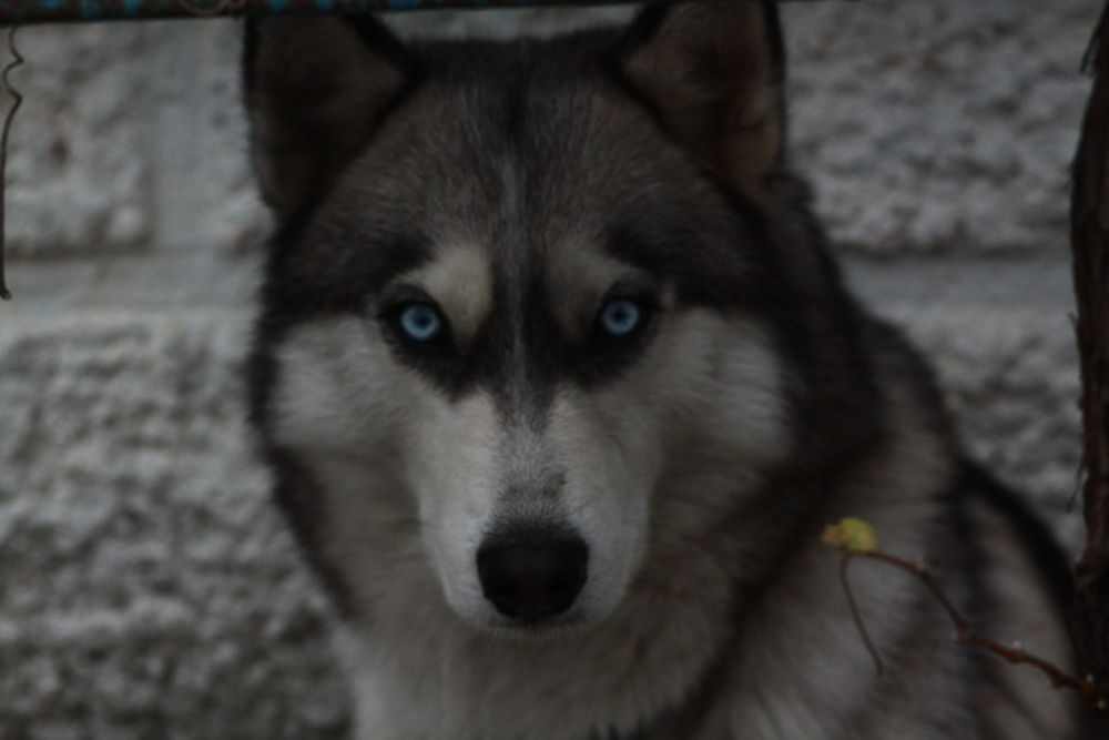 Хаскі красунчик кабель Марсель Вязка