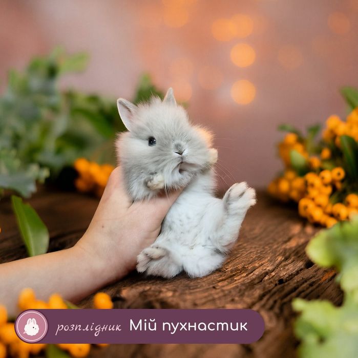 карликові кролики,карликовые,міні,mini,карликовий,карликовый Малюк породи "Mini lionhead",окрас "Блакитний мардер",хлопчик,вага в дорослому віці до 12